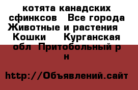 котята канадских сфинксов - Все города Животные и растения » Кошки   . Курганская обл.,Притобольный р-н